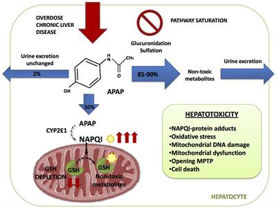 Mitochondrial–Lysosomal Axis in Acetaminophen Hepatotoxicity